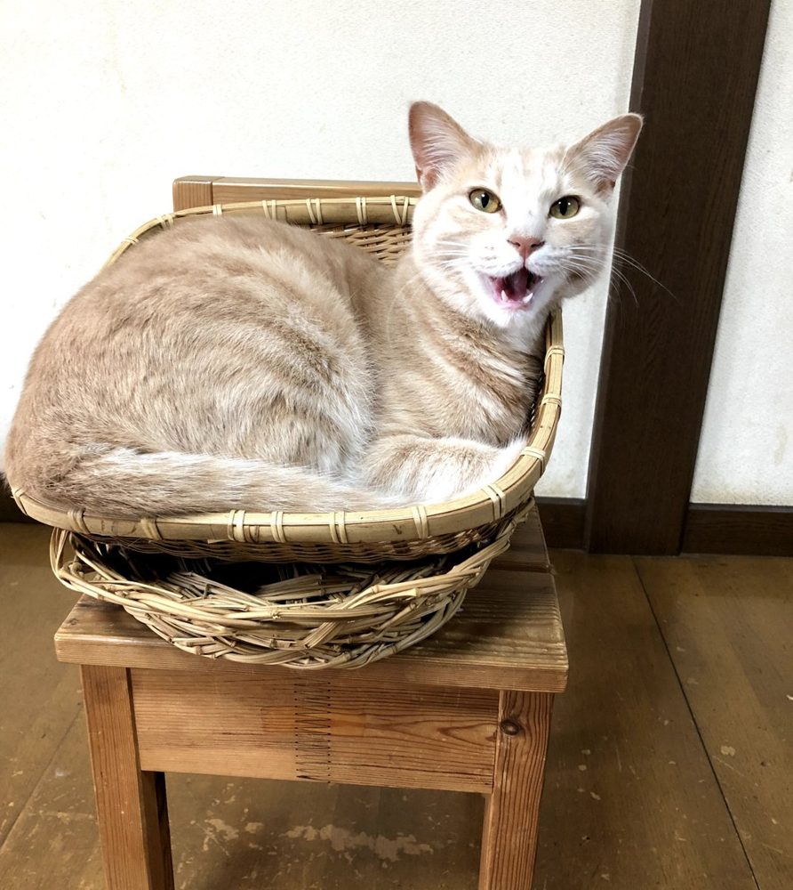 預かり宅のかごの中でくつろぐ猫