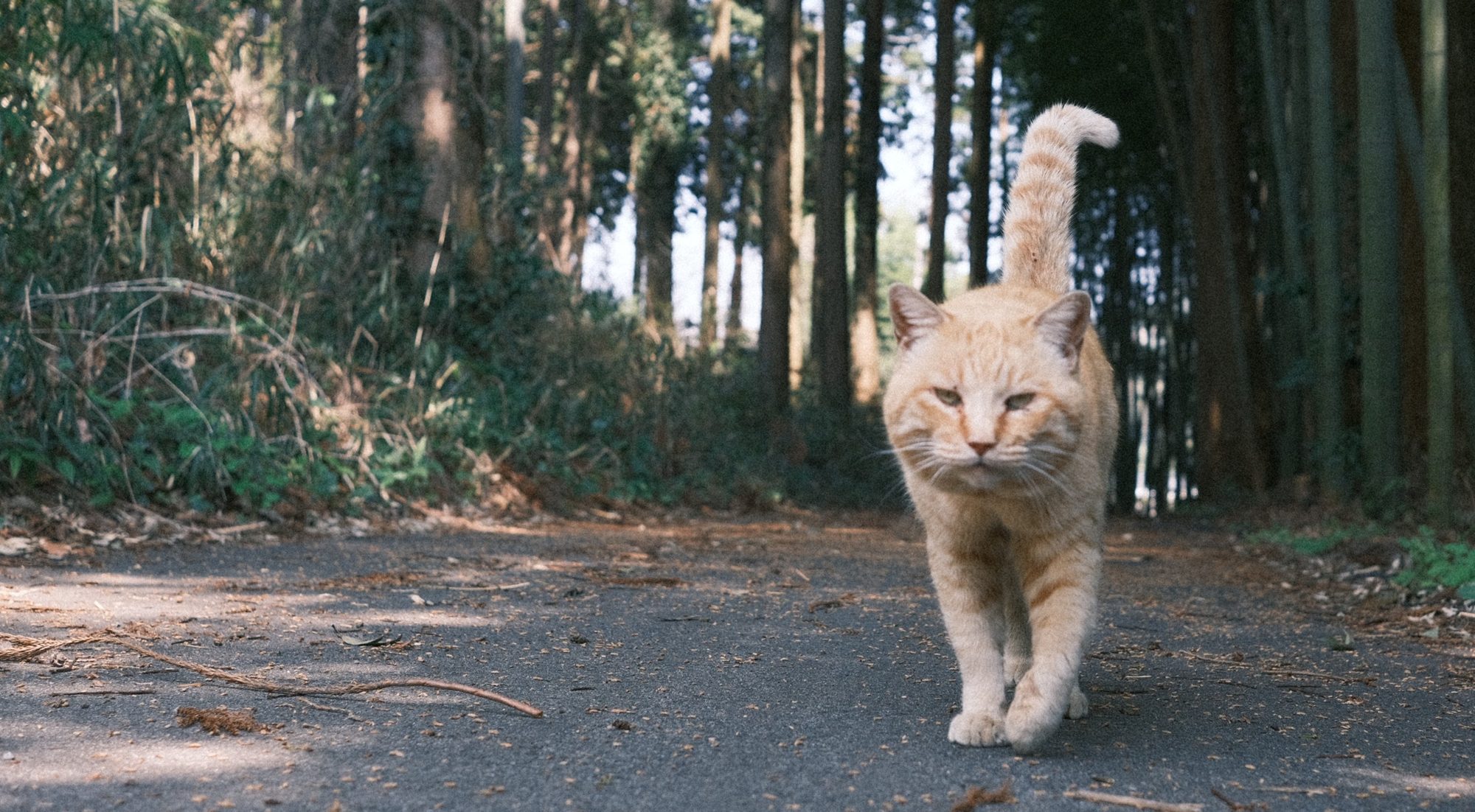 かぎしっぽを立てて歩いてくる茶トラの猫