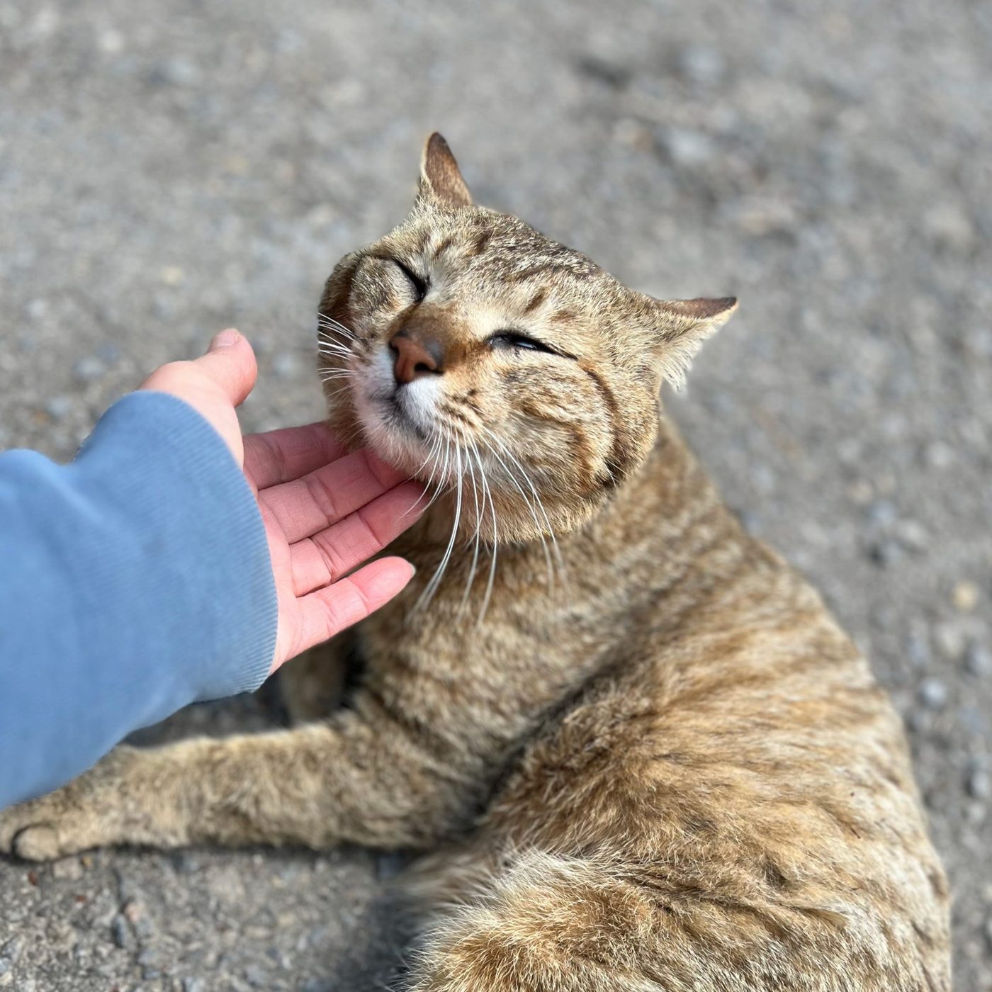あごをなでられて目を細めるキジトラの猫